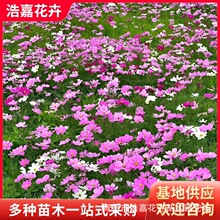 С��˹С��ջ����ܲ�˹�ո�ɣ�������^���p�����u���޸��ݻ�С��