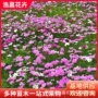道路工程庭院开花波斯菊