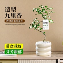 九里香盆栽造型盆景四季开花好养易活室内外耐寒浓香带花苞绿植物