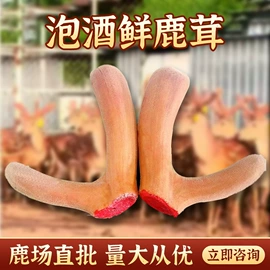 鹿产品;其他滋补