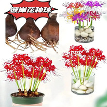 �˰����N��������������ɳ�Aʯ�⻨�҃�����ֲ�������_���ܷN��