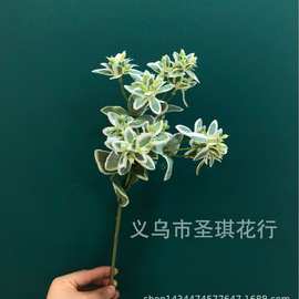 银边叶仿真兰花叶绿植现代家居装饰花客厅餐桌插花花束摆件花植物
