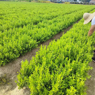 Dropshipping Courtyard Greening Seedlings Boxwood Saplings Melon Seeds Boxwood Small Leaf Boxwood Holly Seedlings Evergreen All Year Round