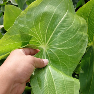 Factory Wholesale Mushroom Seedlings, Scissors, Swallowtail Grass, European Leaf Mushrooms, Perennial Wet and Aquatic Plants
