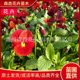 Pansy Potted Plants Shandong Base Wholesale Pansy Cup Seedlings Cold-Resistant Ornamental Florals Engineering Greening Group Display