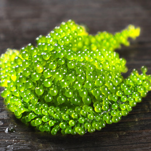 �}�n���������r����Gɫ�߲�ֲ����~���u����˺��ݴ��b