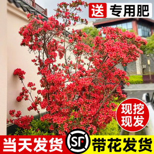 ӳɽ�t����ͥԺ�Ϙ������Ϸ������Nֲ���N��������ļ����B����