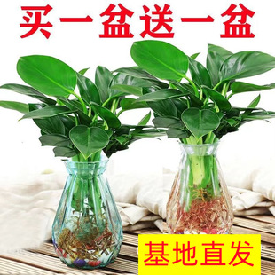 Green Princess Potted Hydroponic Plant Gold Diamond Office Easy to Grow Evergreen New House Air Purifying Green Plant