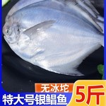 银鲳鱼大号深海新鲜海鲜冷冻深海白鲳平鱼昌鱼新鲜水产镜鱼海
