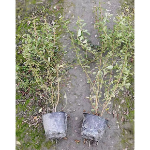 ��16���� ��ѹ� ��܊�Z �t�Ӵ� ����� �@�־G��С��ľ�ر�ֲ