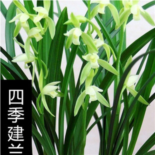 Orchid Four Seasons Orchid Dafengsu Yongfusu Flower Blooming Fragrance Directly Sold in This Garden Strong Roots and Good Potted Green Plants