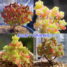 ���׷���ʮ�˹�����֦�������������ֲ���ʯ��Ҋ�Gֲ�����~���B