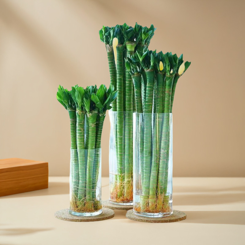 龙竹带根文昌竹观音竹荷花发财转运富贵竹植物水养客厅绿植