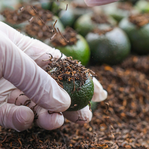 2010 Tianma Xiao Qing Gan Authentic Xinhui Sun-dried First-Harvest Tangerine Peel Pu-erh Tea, Direct Factory Wholesale