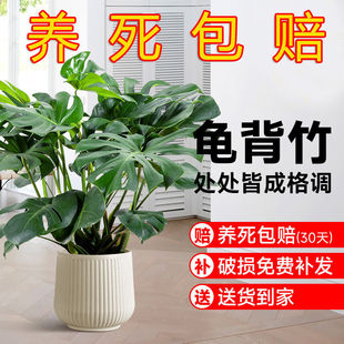 ���w�¾�����ֲ��͏d�[�Ű�ҾGֲ���w���B���~�Ӵ�d����������