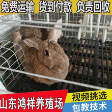 散养比利时巨型肉兔纯种比利时兔成年肉兔出肉率全国发货支持技术