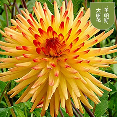 Хризантема георгина цветок сладкого картофеля семена георгины шар двор посадка Горшечное растение луковица цветок балкон посадка в помещении