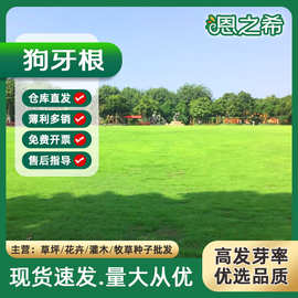 百慕大草坪种子矮生草籽种台湾青净籽脱壳种子马尼拉狗牙根草种子