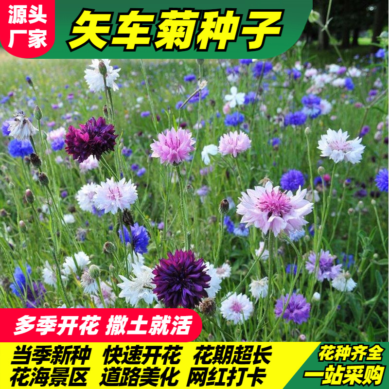 矢车菊花种子美丽乡村花籽耐寒蓝芙蓉种子道路景观绿化花卉花种籽