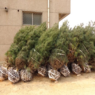 ������Ƥ��2.5������  �ڷ��S�M �ܶȺ� ����ֱ��