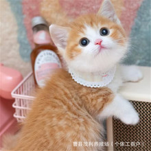 ����؈����w���A��@؈��؈��ţ؈����{��؈���̻��w�ٰ�С��؈