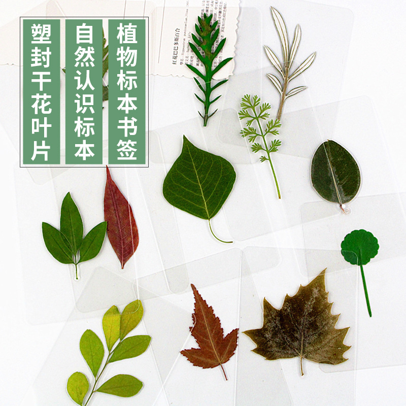四叶草干花标本真树叶过塑植物标本卡片塑封贴画幼儿园认识干叶片
