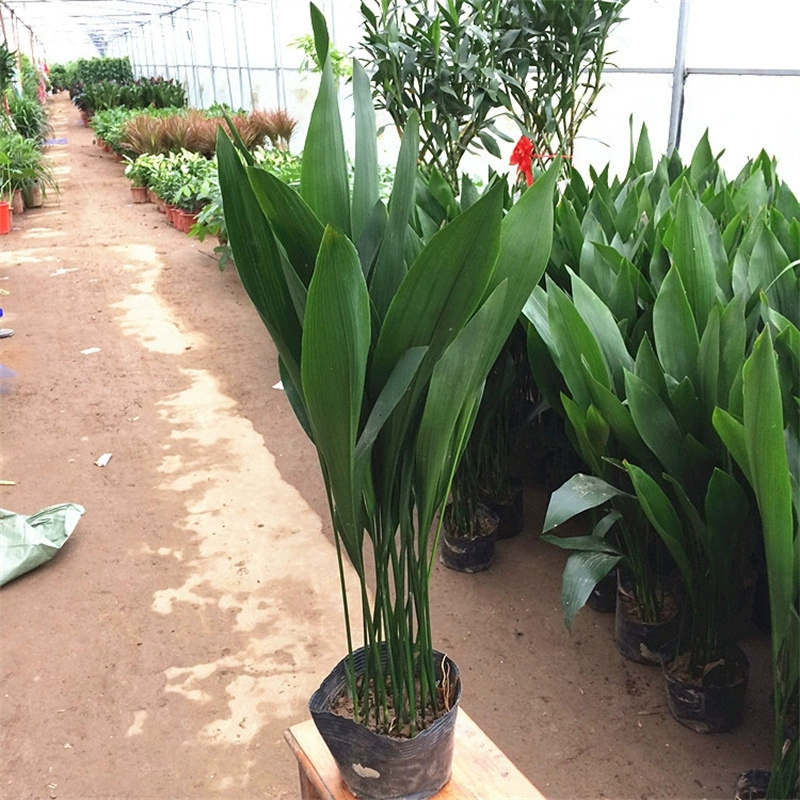 Однолистная Орхидея в горшке гидропонное растение домашний рабочий стол вечнозеленые все сезоны хорошие водно-зеленые растения с горшечными растениями Хорошая доставка почтовые расходы