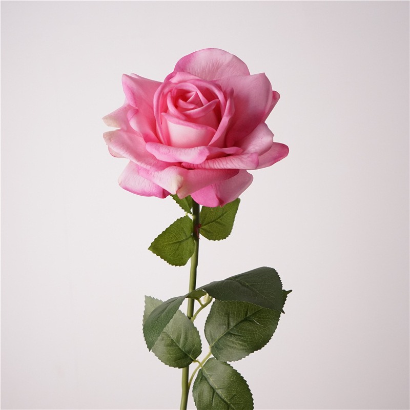 Austin-light rose red