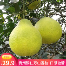 貴州銅仁萬山香柚金蘭香柚白心蜜味甜脆新鮮小柚子水果特產沙田柚