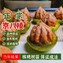 嫁接核桃树果苗文玩核桃树纸皮核桃南北方种植盆栽地栽当年结果