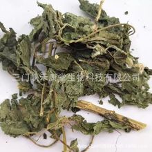 荨麻碎 nettle leaves 荨麻茶 nettle tea