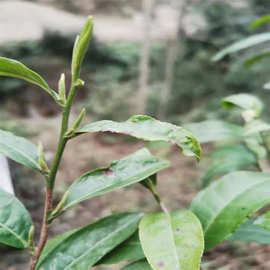 茶叶 新品茶 四川高山茶 茶叶 青川农产品 新茶 春茶 明前茶 批发