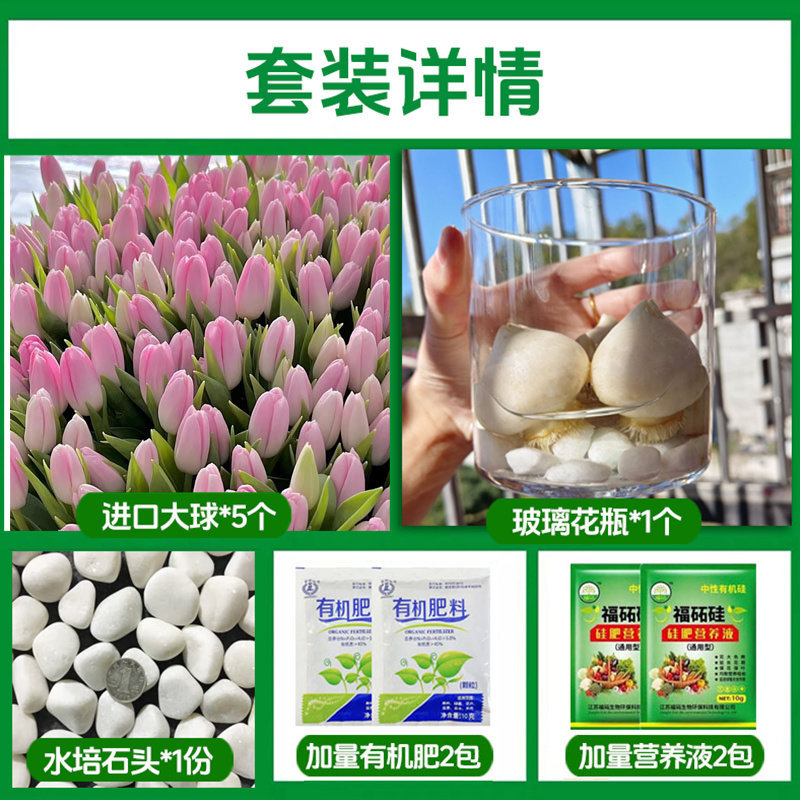Round bottle hydroponic kit: a4 pudding tulip 5 large bulbs + 2 nutrient solutions + 2 fertilizers + glass bottle + pebbles