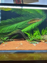 南美缸造景铁树叶水族鱼缸简易装饰新鲜散尾叶子素材