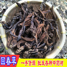 回春草野生500克中药材广西新货正品顶天柱草苁蓉男性滋补泡酒茶