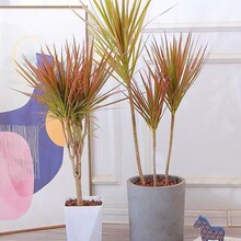 �߲��Fǧ��ľ�Gֲ���Կ͏d�҃�ֲ������Rβ�F��Ѫ����ٺ����辰