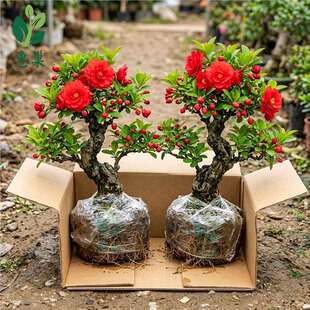 �L�۹ں��Ļ��辰���Ժ��Ļ���֧�����҃���ͥԺ�����ؼt��