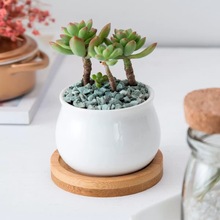简约白色园艺创意多肉陶瓷小缸盆栽迷你花盆竹托盘套装 原创设计