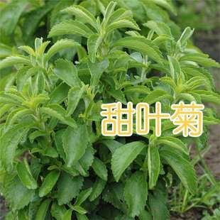 ���~�շN�Ӿջ��N����ݷN�ݿ��ݲ��̨���Nɢ�b������Ȼ��ζֲ��