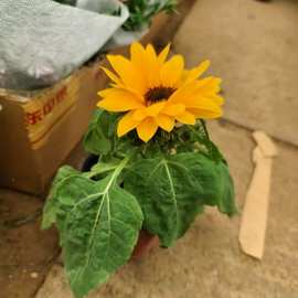 【基地直批】光辉岁月向日葵 室内外景观开花绿植小盆栽