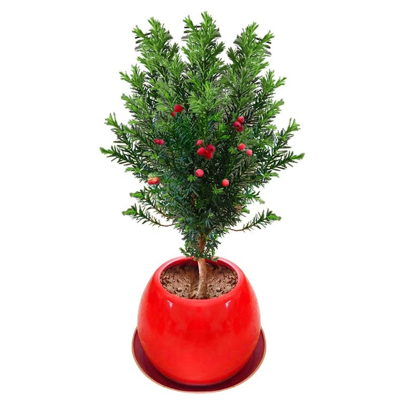 База оптом Соединенные Штаты Mandia Taxus саженцы в горшках рассада бонсай ценные саженцы двор зеленое растение поглощение формальдегида