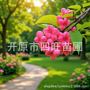 2026���������ͺ��G�h���~�z�d ���~�lìС�� ���~�lì�U���е���