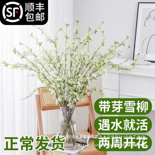 ѩ���r֦ˮ���֦֧������Gֲ���҃��r��ˮ�B�_�����������Բ廨