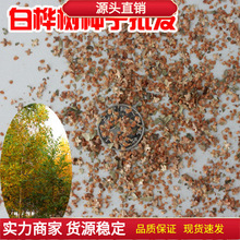 白桦树种子批发 白桦种子 粉桦 桦皮树种子 桦树种子 桦木 树种子