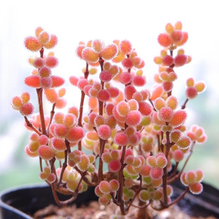 Rare Indoor Succulent Plant with Dense Leaves, Candy-Shaped Branches, and Small Potted Clusters