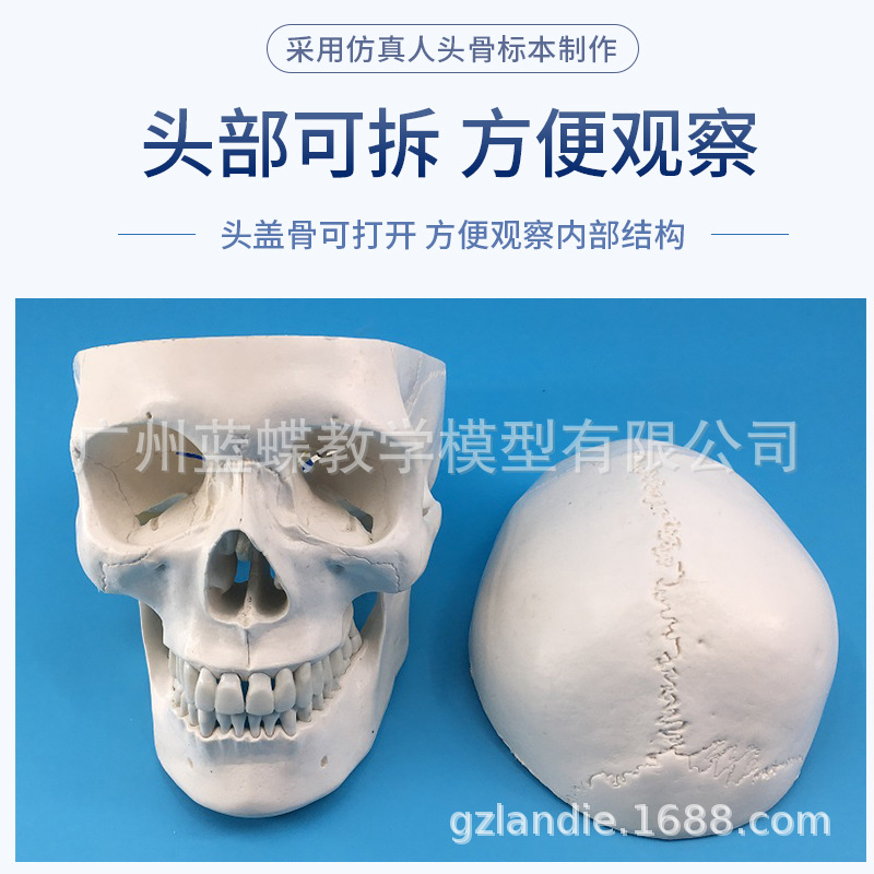 ��ѧ����1:1��Ȼ��ͷ­�Ǳ걾 ͷ�ǹ������ʷ������ñ�׼ͷ��ģ��