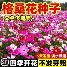 草种子;种子;草坪