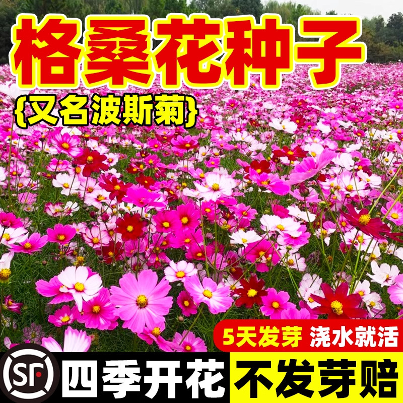 Gesang Flower Seeds Cosmos Flower Sunflower Seeds Wildflower Combination Lawn All Year Round Sowing Flowering Seeds Gesang Flower Seeds Cosmos Flower Sunflower Seeds Wildflower Combination Lawn All Year Round Sowing Flowering Seeds