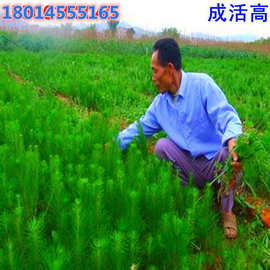 马尾松小苗 马尾松苗 树苗庭院盆景南北方种植日本黑松 盆栽苗木