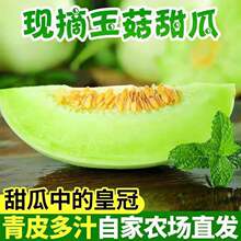 玉菇甜瓜蜜瓜10斤新鲜水果批发当季脆玉茹香瓜哈密瓜羊角蜜2/5斤